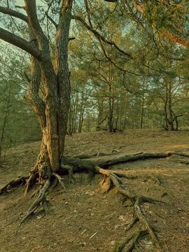 Exposed tree roots (3000x4000) Stock Photos