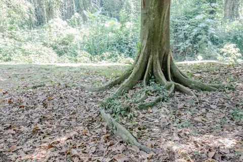 Exposed Tree Roots Across Dry Leaf Litter Stock Photos