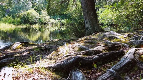 Exposed tree roots along Cedar Creek in Bayville, NJ Stock Footage 113486230