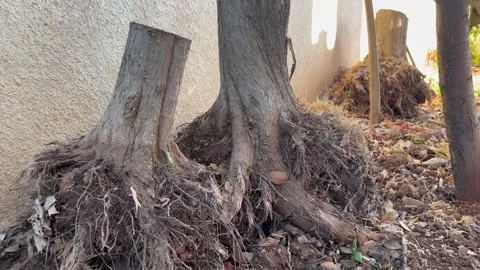 Exposed Tree Roots and Cut Trunks in Dry Ground Stock Footage 345306205
