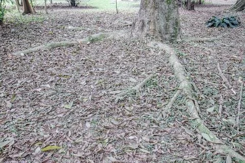 Exposed Tree Roots and Dry Leaf Litter on a Forest Floor Stock Photos