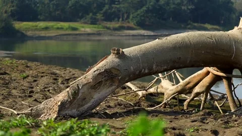 Exposed tree roots and fallen trunk on dry riverbank Stock Footage 327179695