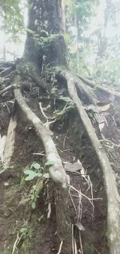 Exposed Tree Roots and Forest Floor in Lush Green Environment 库存照片