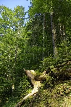 Exposed Tree Roots and Weathered Stump on Woodland Slope Near Zugspitze Stock Photos
