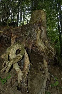 Exposed Tree Roots and Weathered Stump on Woodland Slope Near Zugspitze Stock Photos