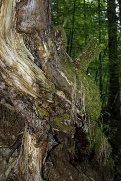 Exposed Tree Roots and Weathered Stump on Woodland Slope Near Zugspitze Stock Photos