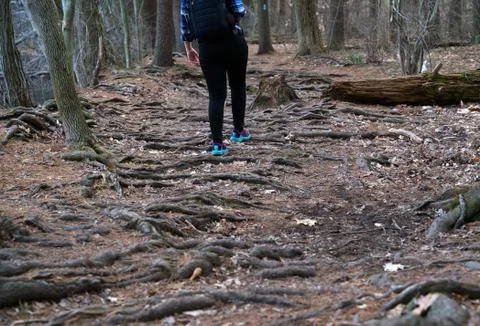 Exposed tree roots are caused by a lack of topsoil. Runners and hikers alike  Stock Photos