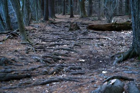 Exposed tree roots are caused by a lack of topsoil. Runners and hikers alike  Stock Photos