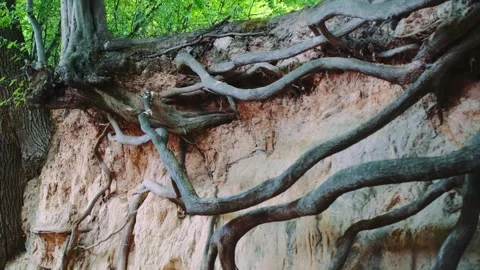 Exposed tree roots clinging to loess ravine wall in forested gorge Video stock 342599780
