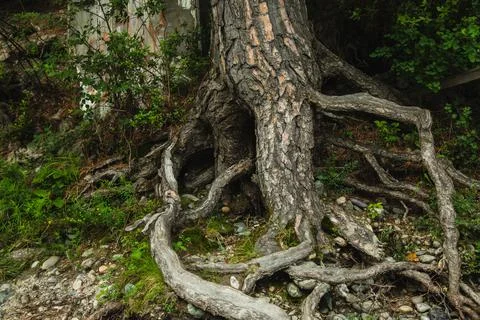 Exposed tree roots close-up. Old tree Stock Photos