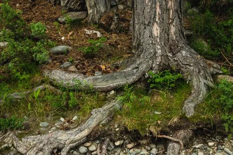 Exposed tree roots close-up. Old tree. Stock Photos