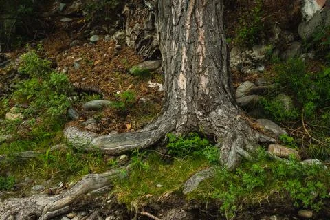 Exposed tree roots close-up. Old tree. Stock Photos