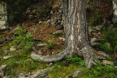 Exposed tree roots close-up. Old tree Stock Photos