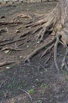 Exposed tree roots close up, soil erosion natural texture Stock Photos