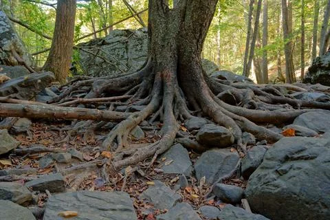 Exposed tree roots closeup Stock Photos