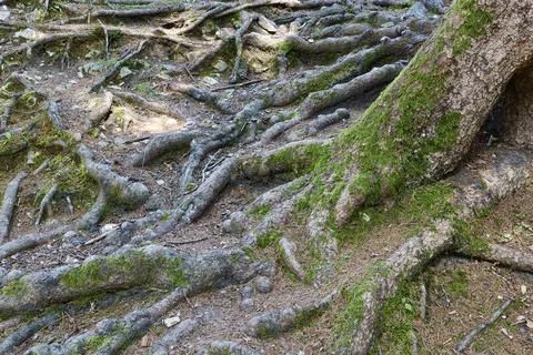 Exposed tree roots covered with moss, sprawling across a forest floor Stock Photos
