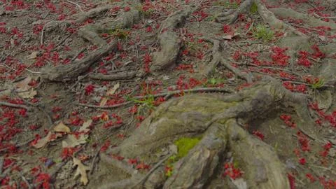 Exposed Tree Roots Covered with Red Petals on Forest Floor in the park Foto stock