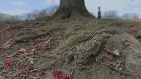 Exposed Tree Roots Covered with Red Petals on Forest Floor in the park Foto stock