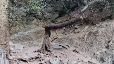Exposed tree roots on Cyprus gorge hillside Stock Footage 328098082