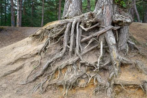 Exposed tree roots due to soil erosion 스톡 사진