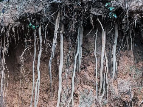 Exposed Tree Roots Emerging from Mud: A Natural Landscape Feature Stock Photos