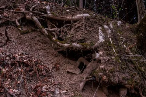 Exposed Tree Roots in Eroded Forest Soil Foto stock