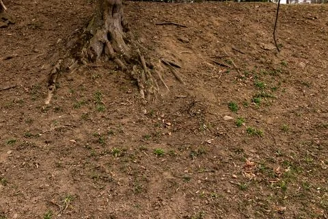 Exposed Tree Roots on Eroded Hillside Soil with Early Spring Vegetation Fotos de archivo