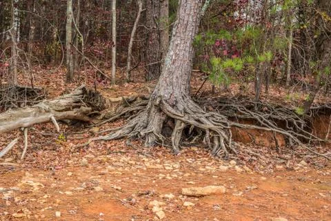 Exposed tree roots from erosion Foto stock