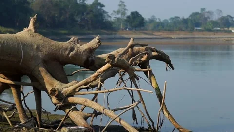 Exposed tree roots extending into calm river water Stock Footage 327179672