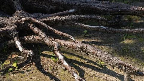 Exposed Tree Roots of Fallen Pine on Forest Floor Stock Photos