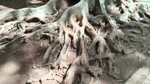 Exposed Tree Roots Forest Floor Gnarled Wood Stock Footage 341023441
