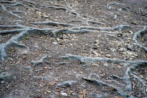 Exposed tree roots on the forest floor 스톡 사진