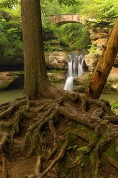 Exposed tree roots in front of Upper Falls at Hocking Hills State Park, Ohio. Stock Photos