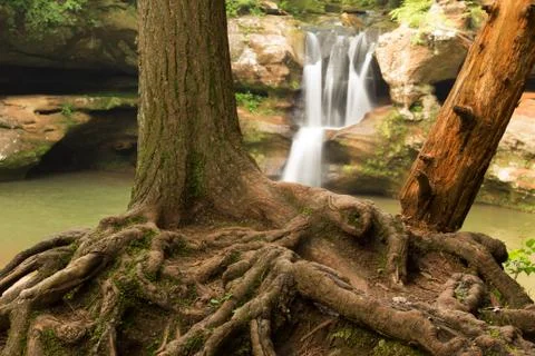 Exposed tree roots in front of Upper Falls at Hocking Hills State Park, Ohio. Foto stock