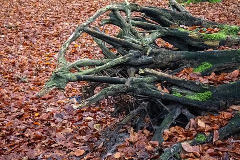 Exposed tree roots on a leaf covered forest floor Stock Photos