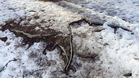 Exposed tree roots in melting snow on the forest floor Stock Footage 330360686