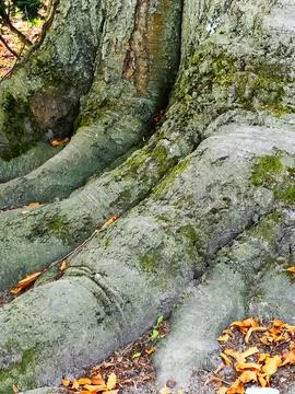 Exposed Tree Roots with Moss and Scattered Leaves Stock Photos