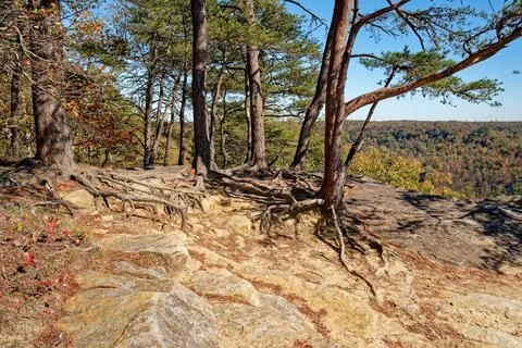 Exposed tree roots on the overlook Stock Photos