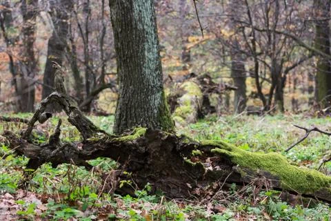 Exposed tree roots Stock Photos