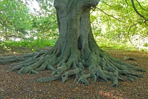 Exposed Tree Roots. Stock Photos