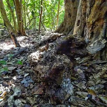 Exposed Tree Roots Stock Photos