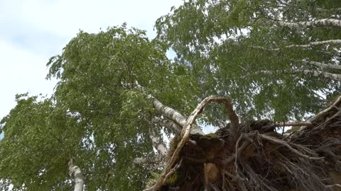 Exposed tree roots on the rock Stock Footage 158198228