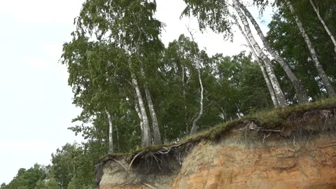 Exposed tree roots on the rock Stock Footage 158198257