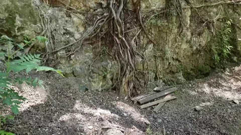 Exposed tree roots on rocky cliff in Cyprus gorge Stock Footage 328095934