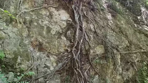 Exposed tree roots on rocky cliff in Cyprus gorge Stock Footage 328095938