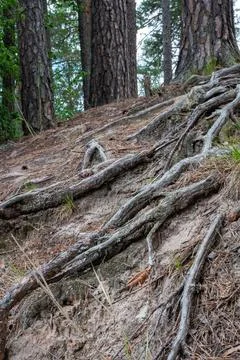 Exposed tree roots snake across a forest hillside Stock Photos