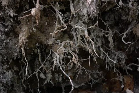Exposed tree roots in soil Stock Photos