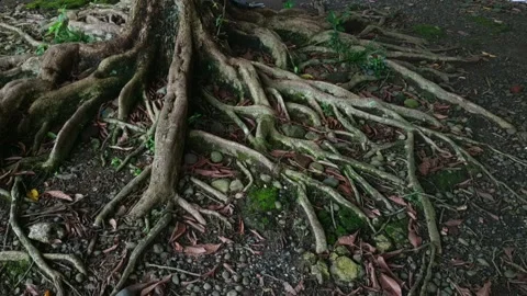 Exposed tree roots spread across the rocky forest floor. Stock Footage 321231588