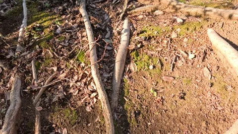Exposed Tree Roots Spreading Across Forest Floor in Tokyo Stock Footage 341837008