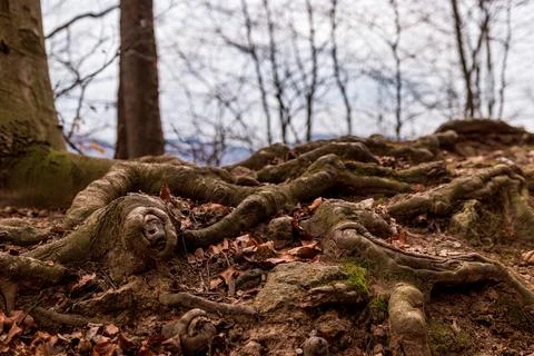 Exposed Tree Roots Spreading Across Forest Floor with Fallen Autumn Leaves Foto stock